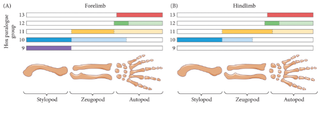 <p>hox genes expressed more distally override more proximal hox expression</p>