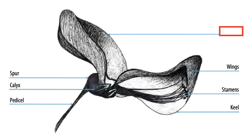 <ul><li><p>the topmost, relatively large, upright flower petal</p></li><li><p>pea family</p></li></ul><p></p>