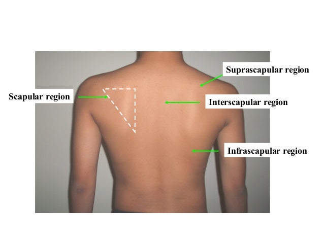<p>On the inside of the scapula </p>