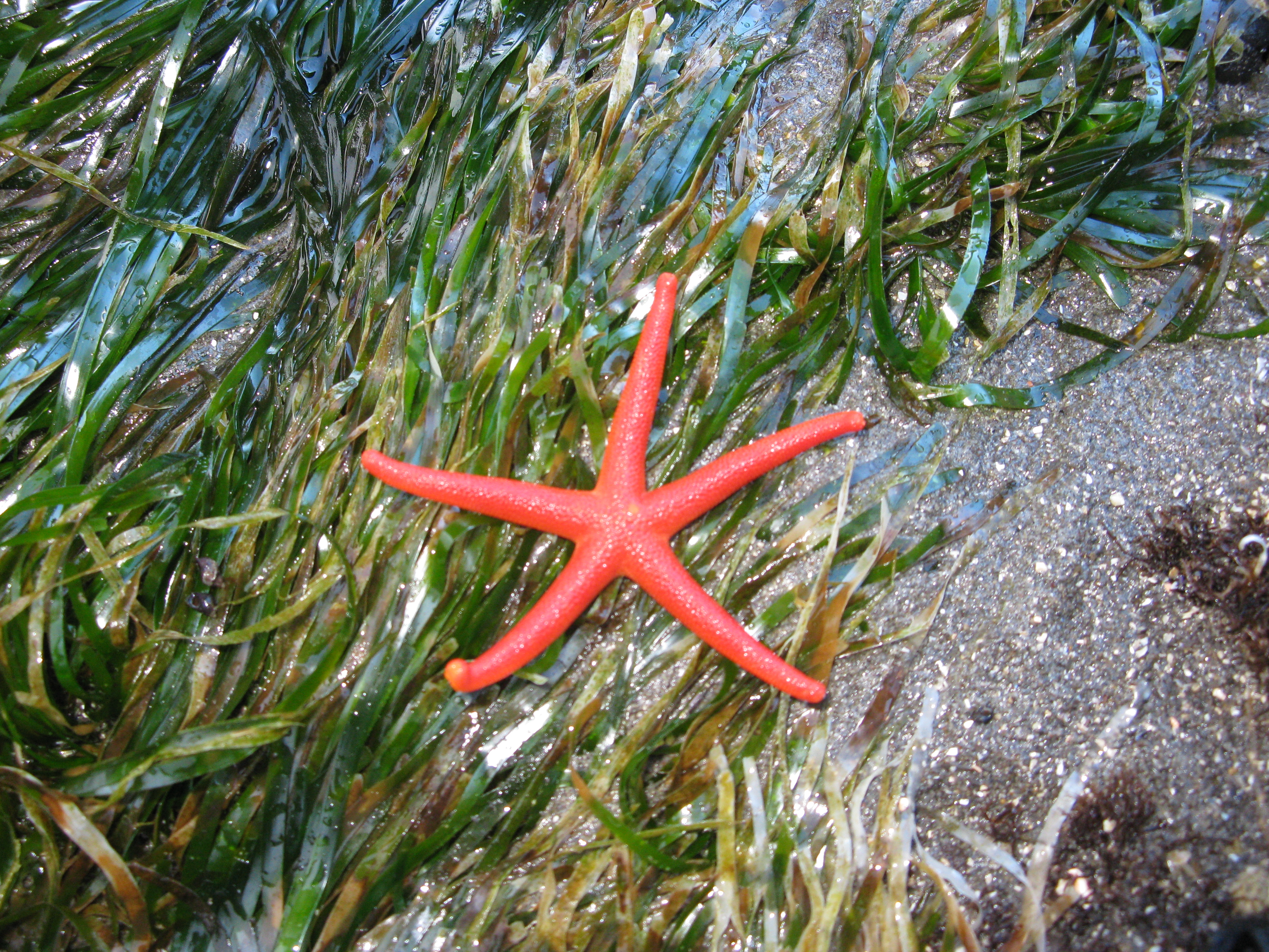 <p>Blood star</p>