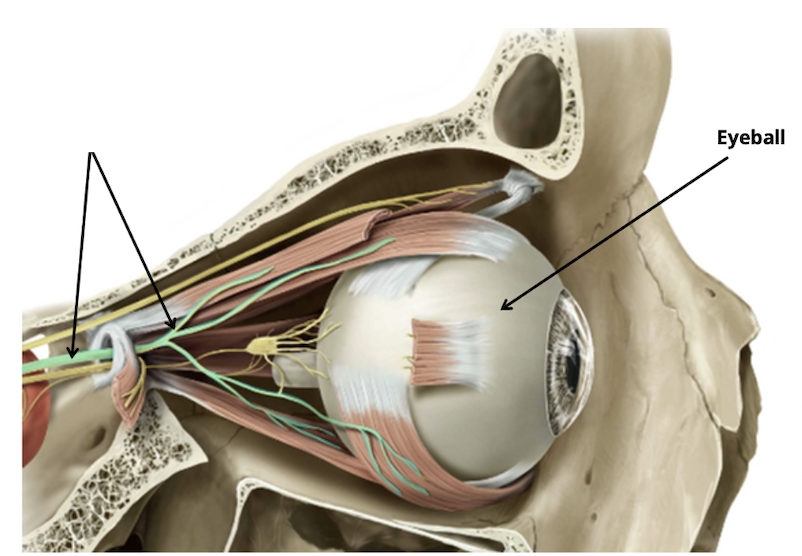 <p>Identify + describe the nerve </p>