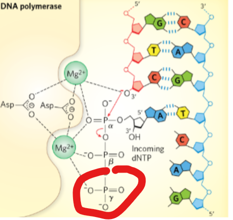 <p>During a DNA synthesis reaction, what type of transfer occurs?</p>