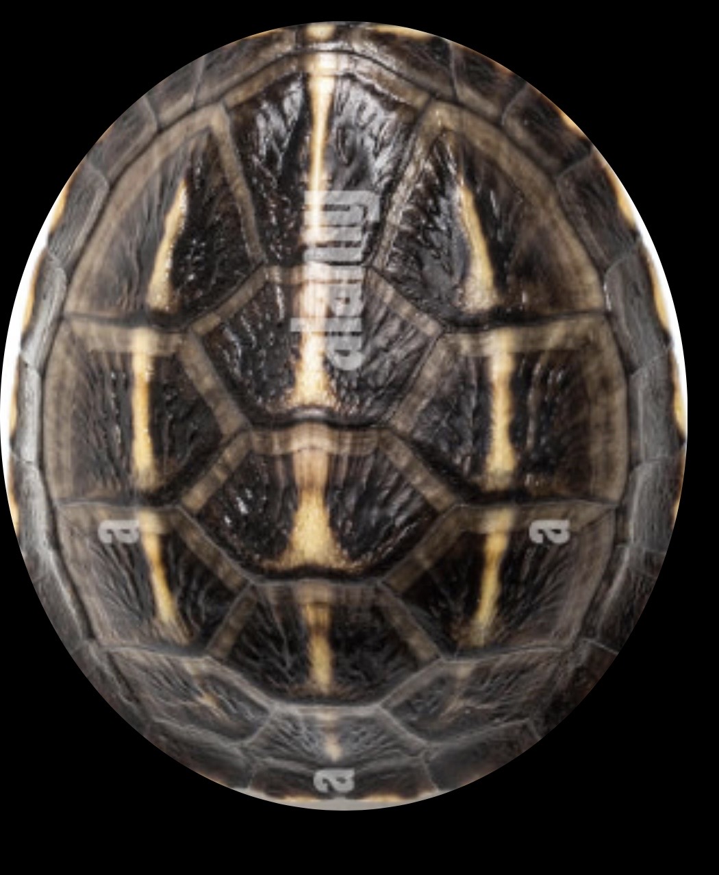 <p>Black, brown carapace with 3 cream stripes</p><p>Full or broken stripes on heads</p>