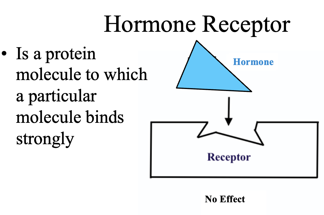 <p>A <strong>hormone receptor</strong> is a <strong>protein molecule</strong> that specifically binds a hormone with high affinity. Only cells that have the correct receptor for a hormone will respond to it; cells without the receptor will have <strong>no effect</strong>.</p>