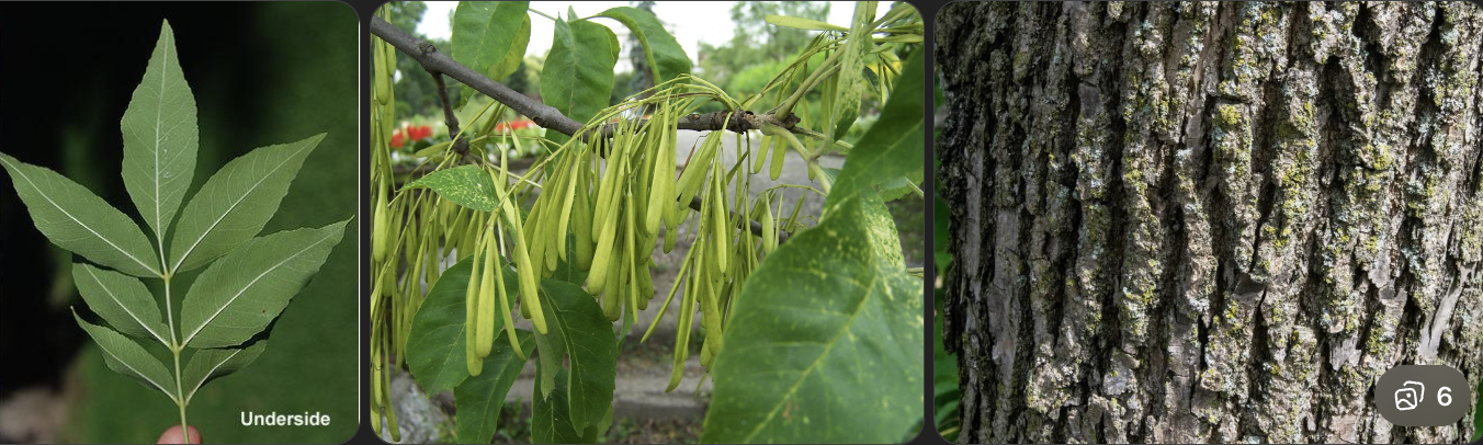 <p>Identify this tree</p>