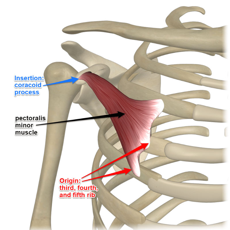 <p>Origin: Ribs 3-5</p><p>Insertion: Coracoid process of scapula</p><p>Action: Depresses glenoid cavity, raises ribs 3-5 </p><p>Innervation: anterior thoracic nerves </p>