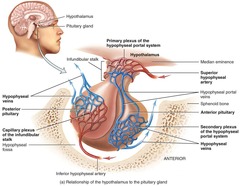 <p>By secreting releasing and inhibiting hormones that travel via the hypophyseal portal system</p>