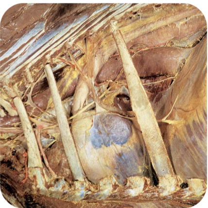 <p>More vertical orientation – Small and large Ruminant and Horse</p><p>Sternopericardiac ligament</p><p></p>