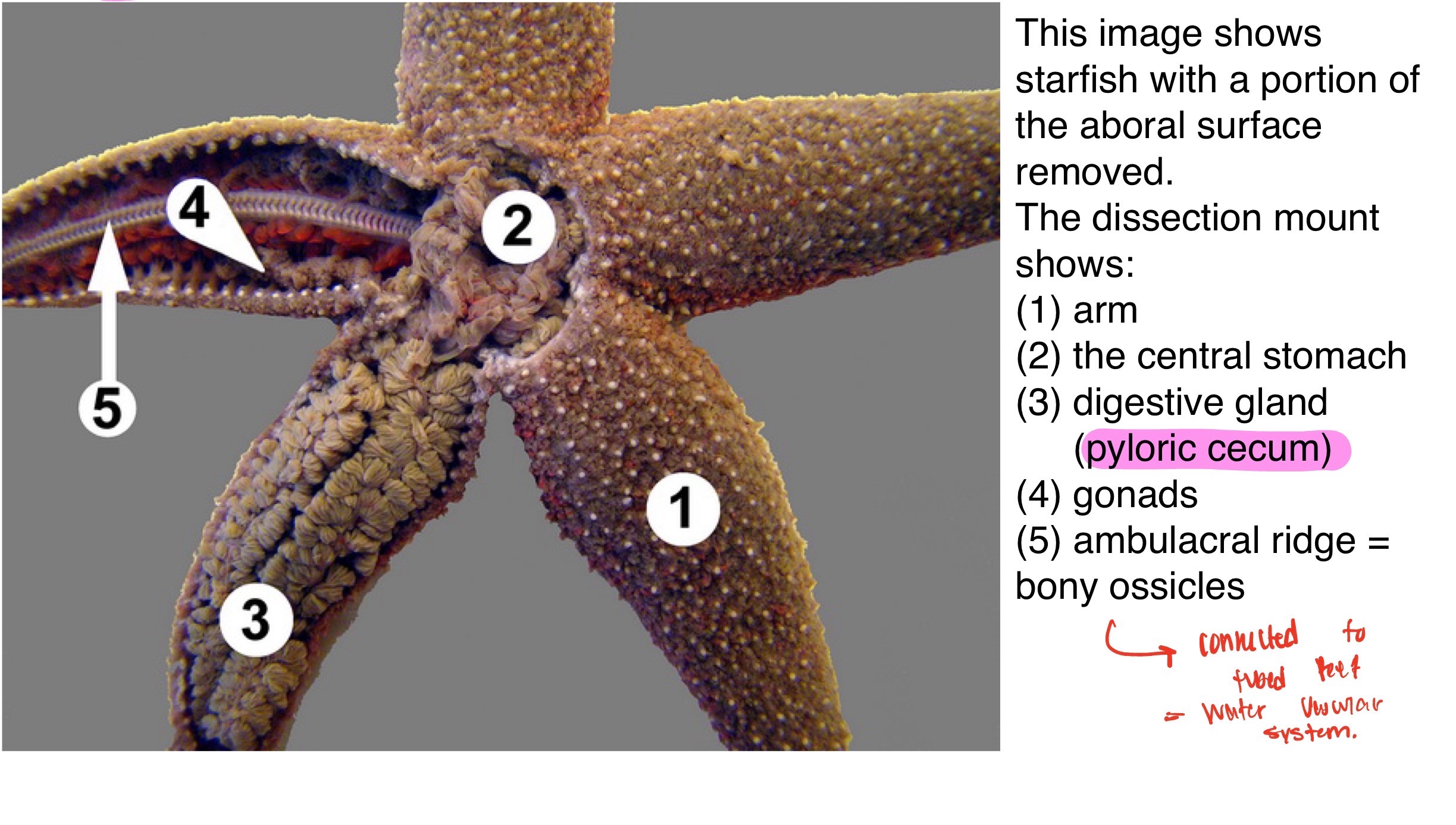 <p>The ambulacral ridge = bony ossicles (this is connected to the tubed feet/ water vascular system)</p>