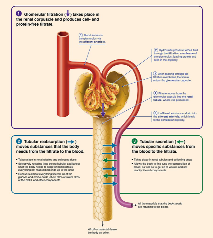 <ul><li><p>the volume of plasma completely cleared of a substance per unit time (mL/min)</p></li><li><p>A measure of how efficiently the kidneys remove a substance</p></li><li><p>Not a total amount — it's a rate concept</p></li></ul><p></p>