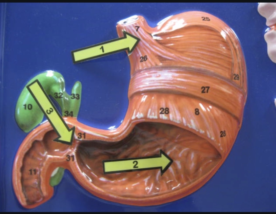 <p>Stomach </p>