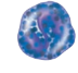 <p>what cell type is this ?</p>