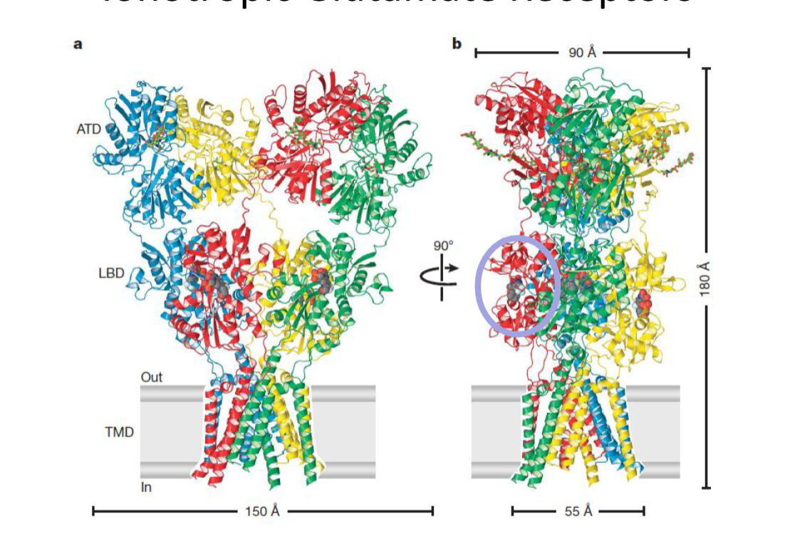 <p>selecticity channel in membrane </p>