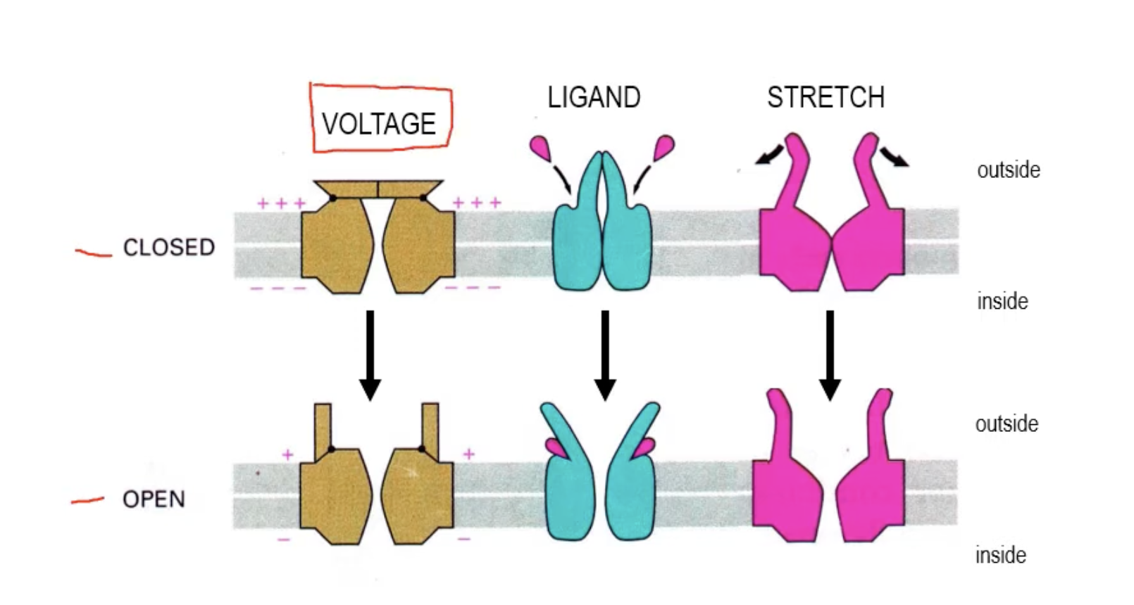 <p>1) <strong>stretch-gated channels</strong>→open when membrane is mechanical</p><p>2)<strong> ligand-gated ion channels</strong>→open/close in response to neurotransmitter</p><p>3)<strong> voltage-gated ion channels</strong>→respond to membrane potential</p>