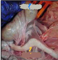 <p>What are these two question marks showing?</p>