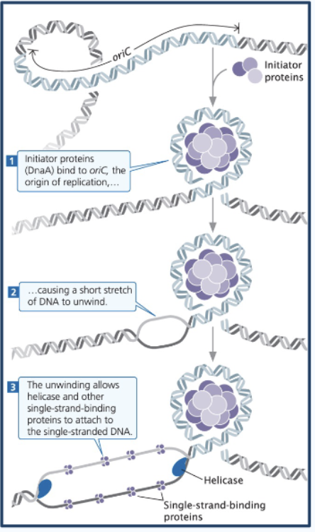 <p>1) Prokaryotic DNA replication - Initiation</p>
