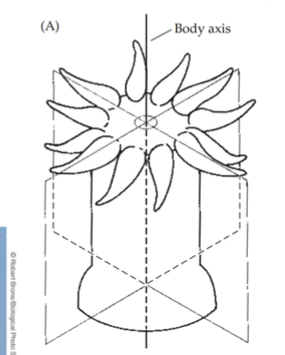 Radial symmetry