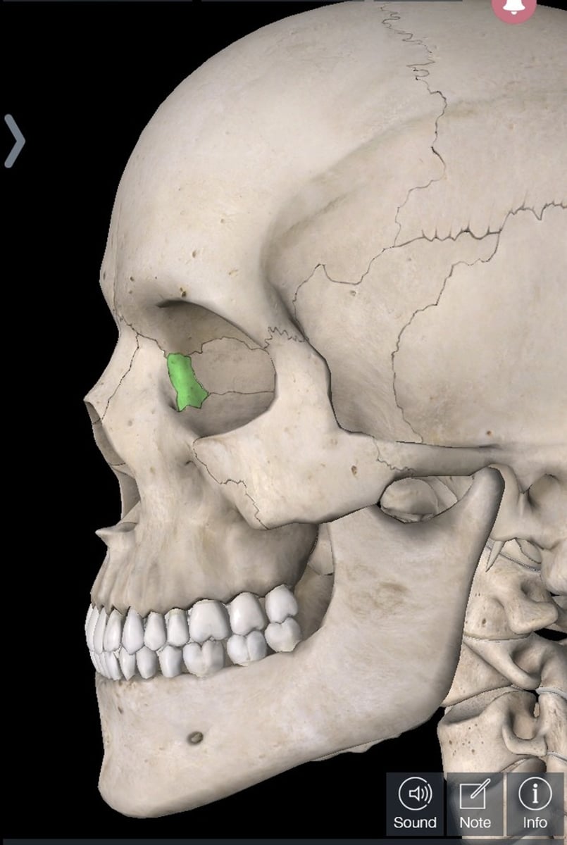 <p>Name this bone</p>