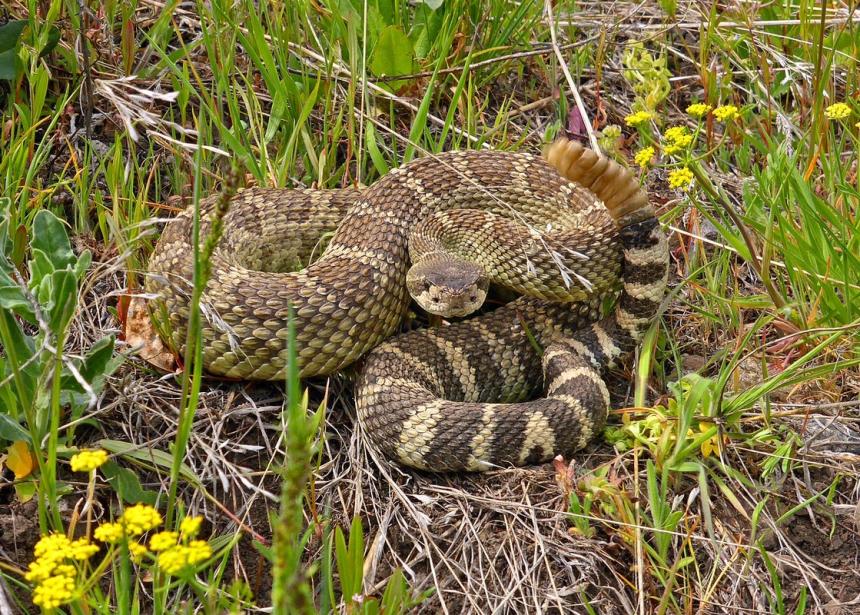 <p>Common Name</p>