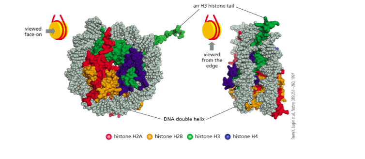 <p><span>The flexible N-terminal region of a histone protein that extends out from the nucleosome and can be modified to affect DNA/gene accessibility</span></p>