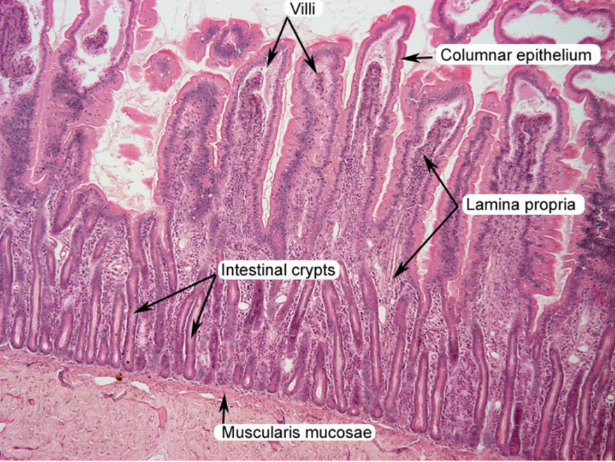 knowt flashcard image
