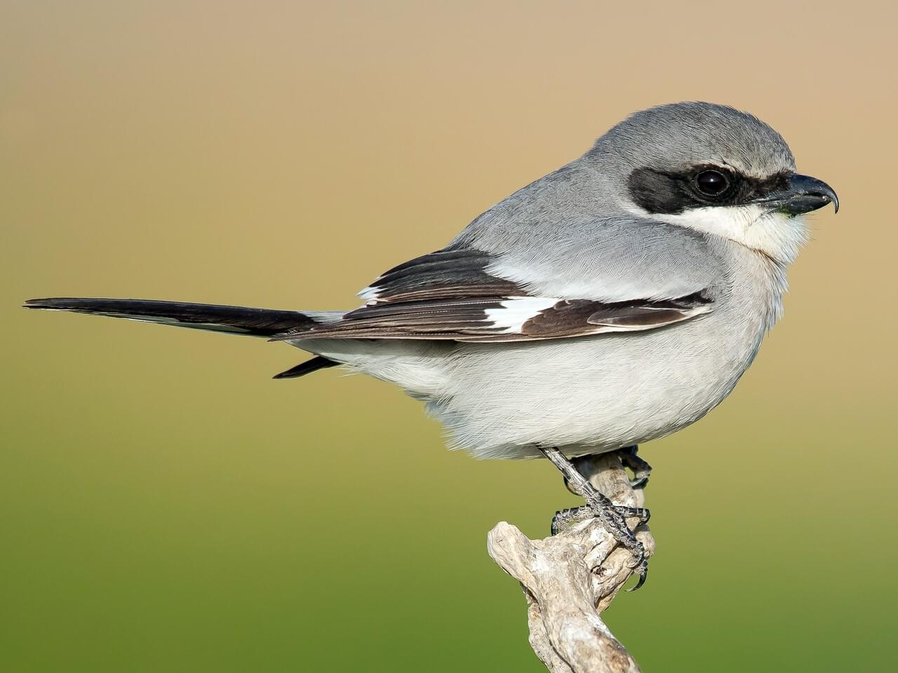 <p>Loggerhead shrike </p>