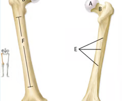 <p>This is a human femur. Identify what is A, B, F</p>