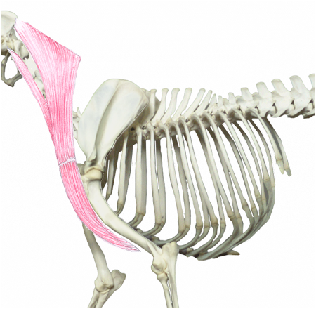 <p>What muscle is this?</p><p>What muscle group is it in?</p>
