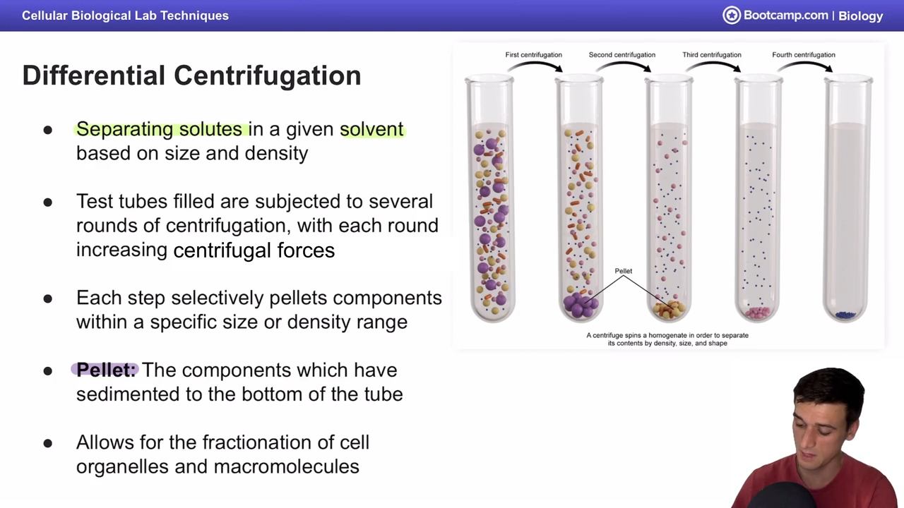 <p>result of differntial centrifugation </p><p>componetns which have sedimented to the bottom of the tube </p>