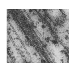 <p>Holle buisjes aanwezig in vrijwel alle eukaryote cellen. Opgebouwd uit het eiwit tubuline (α- en β-dimeren) die 13 protofilamenten vormen. Verantwoordelijk voor het cytoskelet, de spoelfiguur tijdens celdeling, en de inwendige structuur van ciliën en flagellen. Polymerisatie/depolymerisatie is een dynamisch en regelbaar proces. Inhibitoren: colchicine (blokkeert polymerisatie) en taxol (blokkeert depolymerisatie) — beide blokkeren de celcyclus bij de mitose.</p>