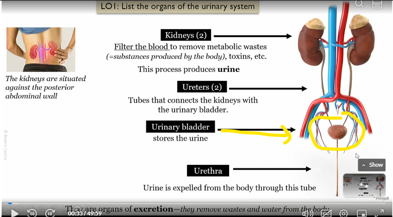 <p>connected to the kidneys via the uterer, stores the urine </p>