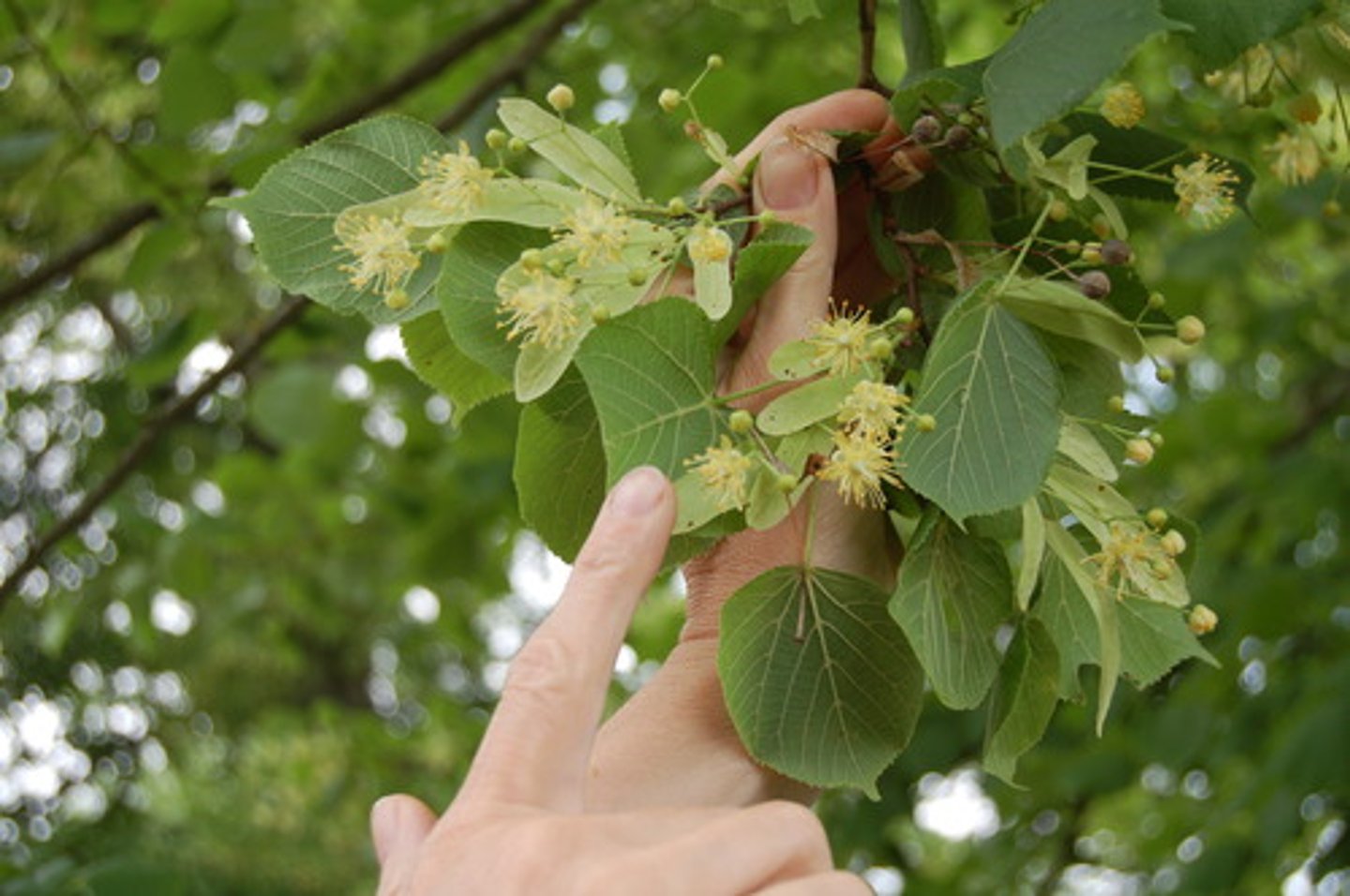 <p>июль (липа)</p>