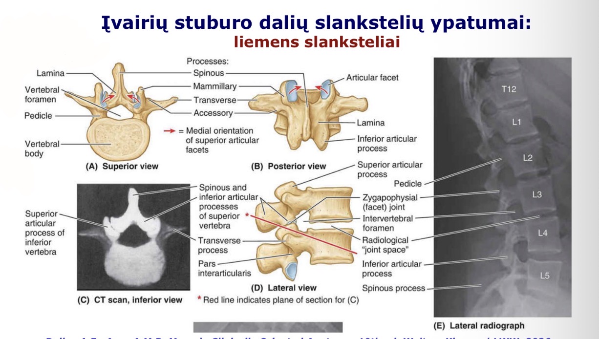 <p>liemens slankstelių susinėrimas</p>