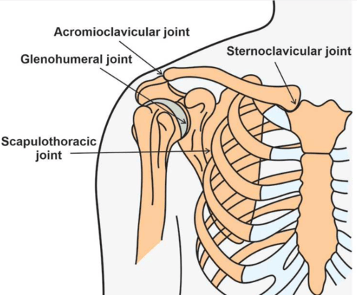 <p>- Sternoclavicular</p><p>- Acromioclavicular</p><p>- Scapulothoracic</p><p>- Glenohumeral</p>