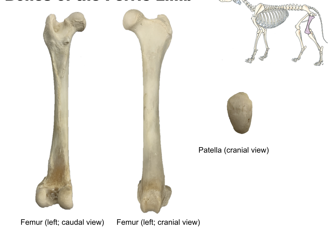 <p>Femur - Main bone</p><p>Patella - Large sesamoid bone present distal in femer</p>