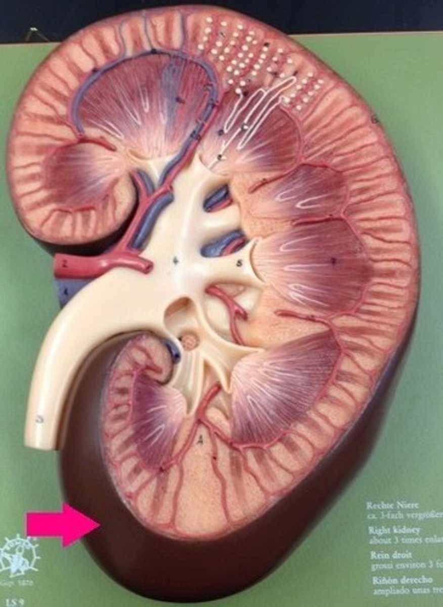 <p>what is the renal capsule of the kidney?</p>