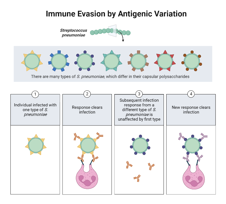 <p><strong> Pathogenic bacteria can change surface proteins, especially OMP, <u>that are the targets of antibodies.</u></strong></p><p>• This makes the original antibody response obsolete by using new proteins that do not bind the previous Ab</p><p><span style="color: green;"><strong>e.g. Seen in <em>Borrelia </em>infections → Lapsing fever</strong></span></p><img src="https://assets.knowt.com/user-attachments/5e8c4d7f-6eeb-4a7b-bf73-59d1064a9452.png" data-width="25%" data-align="center"><p></p>