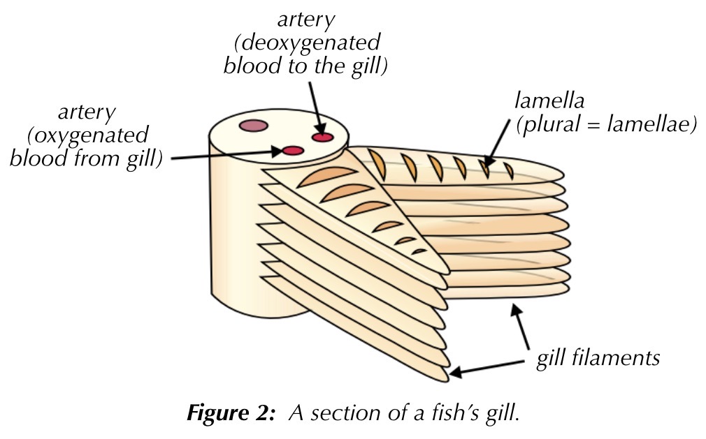 <p>water enters the fish through its mouth and passes out through the gills. each gill is made out of lots and lots of thin plates called gill filaments which give it a large surface area</p><p>the gill filaments are covered in tiny lamellae, which further increase surface area. this speeds up diffusion</p>