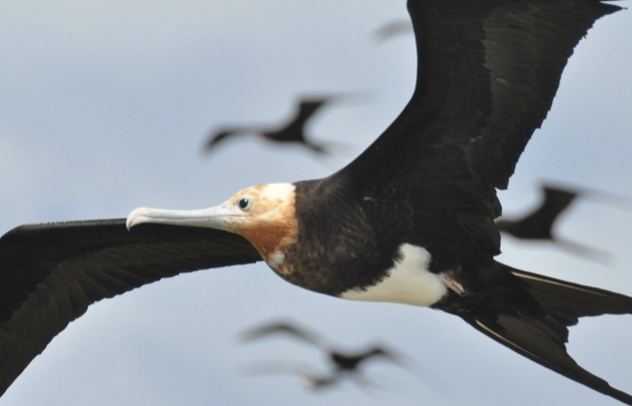 <p>Plunge divers</p>