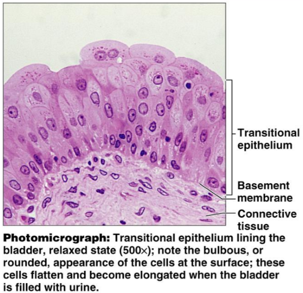 <ul><li><p>Lines the ureters, bladder, and part of the urethra</p></li></ul><p></p>