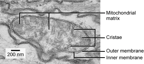 <p><span>have their own ribosomes and DNA.</span></p><p>Each membrane is a phospholipid bilayer embedded with proteins.</p><p>The inner layer has folds called cristae.</p><p>We call the area surrounded by the folds the mitochondrial matrix.</p>