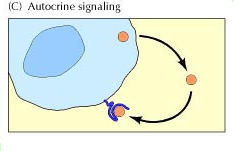 <p>- The target cell is also the secreting cell</p>