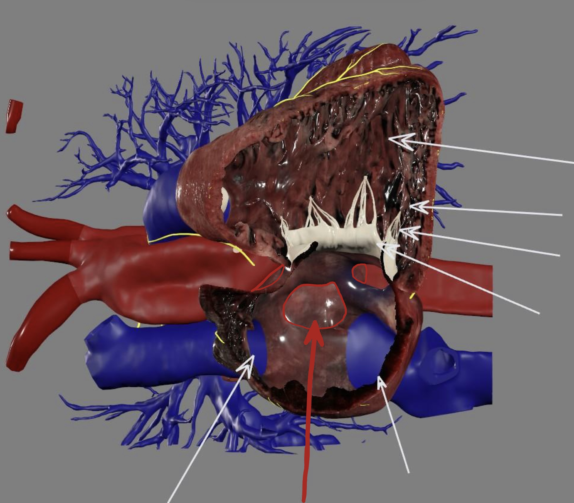 <p><strong>inflow</strong>: superior vena cava, inferior vena cava</p><p><strong>outflow</strong>: right atrioventricular/tricuspid valve</p><ul><li><p>fossa ovalis</p></li></ul><p></p>