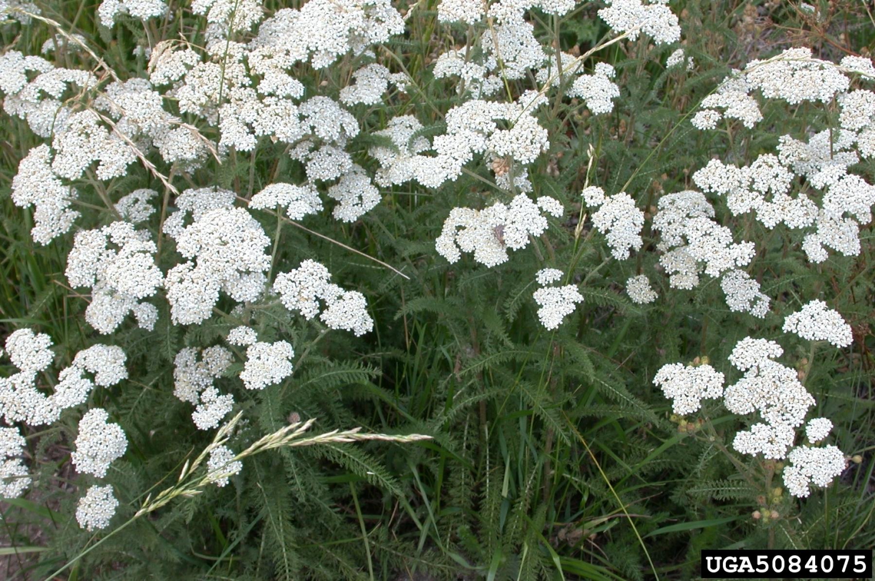 <p>Leaves fern-like, stalked below and stalkless above, alternate, pinnately dissected, and the divisions again dissected. Ray flowers usually about 5, white to sometimes pink or reddish</p>