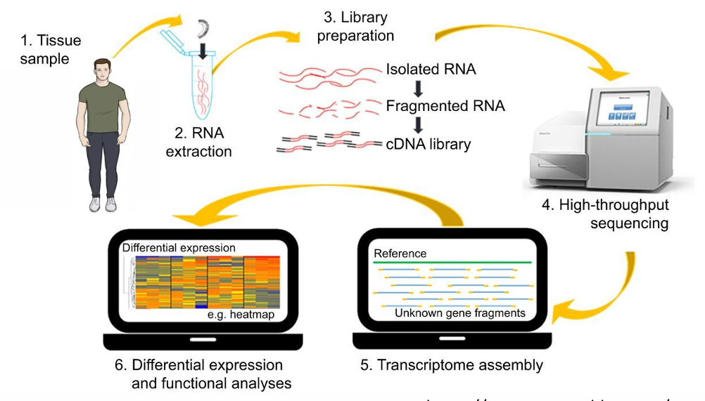 <ul><li><p>Study of the complete set of RNA transcripts at a given time</p></li><li><p>Gene expression profiling, used to evaluate potential adverse effects at an early stage in drug development</p></li><li><p>Support alternative methods for chemical risk assessment</p></li><li><p>Expanding with NGS technologies</p></li></ul><p></p>