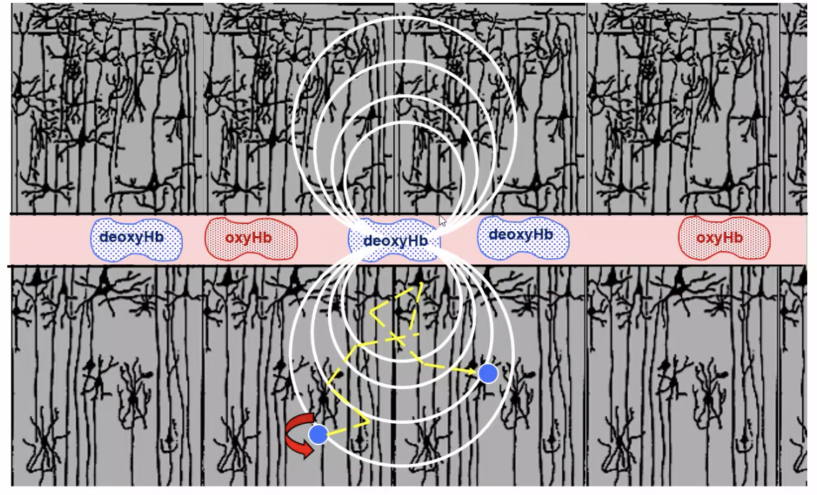 <p><span>It creates local magnetic field inhomogeneities around blood vessels, causing nearby water molecules to experience different magnetic field strengths.</span></p>