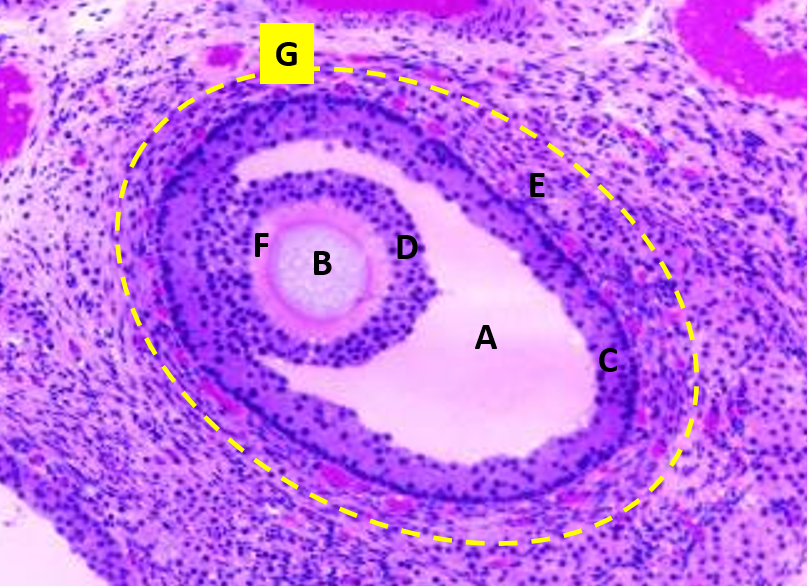 <p>a</p>