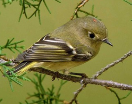 <p>Order: Passeriformes<br>Family: Regulidae</p>