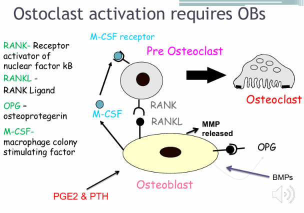 <ul><li><p><strong>Formation of osteoclast progenitors or precursor cells in hematopoietic tissues from a macrophage lineage</strong></p></li><li><p>and the development of resting pre-osteoclasts and osteoclasts in the bone itself</p></li><li><p>2 Preparation of the bone surface, osteoblasts facilitate the removal of unmineralized osteoid layer by producing enzymes such as MMPs and other collagenases</p></li><li><p>This allows osteoclasts access to the mineralised bone and ensuing resorption </p></li><li><p><strong>Osteoblasts have receptors for certain bone resorption agents such as prostaglandins, vit D3 and PTH</strong></p></li><li><p>Osteoblasts then transmit resorptive signals to the osteoclast to activate them:</p></li><li><p><strong>RankL on osteoblasts connects with RANK receptor on Pre osteoclasts and promotes osteoclast differentiation </strong></p></li><li><p><strong>As a control mechanism, OPG is a decoy receptor and binds RANKL and inibits OC activations </strong></p></li><li><p><strong>Also, M-CSF - stimulates the differentiation and proliferation of pre-osteoclasts </strong></p></li><li><p><strong>Osteoblasts stimulated by bone resorbing hormones causes release of MMP and allow for osteoclastic activity to ensue by removing osteoid layer</strong></p></li><li><p>3 - Osteoclasts resorb bone, ruffled border with finger like projections to create increased SA to facilitate exchanges of materials </p></li><li><p>4 - OC activity decreases and osteoblast precursor cells appear in area of resorption and differentiate locally into osteoblasts - mediated by BMPs and growth factors the cells become completely embedded to become osteocytes until which they produce collagen/osteoid</p></li><li><p>TNF released from local cells inhibit continued production of bone</p></li></ul><p></p>