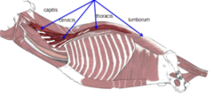 <p>What muscle is shown?</p>